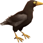 Crow - Hello Neighbor