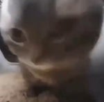 Chipi Chipi Chapa Chapa