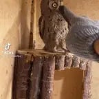 11L-bird_chirping-1753354441846 - Sound