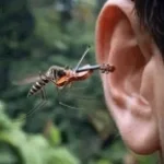 Mosquito gangsta's paradise