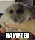 hampter