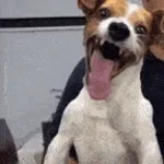 Le chien qui rigole 🤣