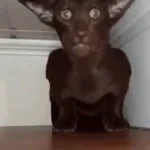 Tá rolando resenha?