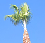 Dramatic Hype Enterance