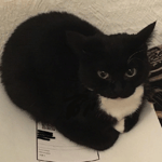 im in the thick of it and everybody                       knows