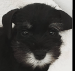 Skibidi fortnite cringe!!!