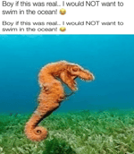 the ogs will prevail