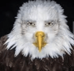 Yeat Money So Big (Guitar cover by Alex Coats) - Sound