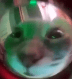Meow meow meow meow