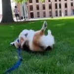 Pet gras