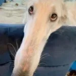 let me do it for you djlunatique (copy)