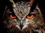 Owl Hoot Sound Effect
