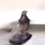 Pigeon Dubstep