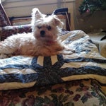 Incognito Beats Killshot Eminem Type Beat