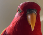 bird laugh