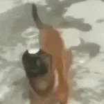 ai cachorro ai cachorru auuu slowed