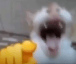 Cat Laughing at you