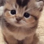 Groan tube sfx (copy)