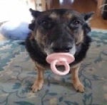 kitchen nightmares sound effect sped up