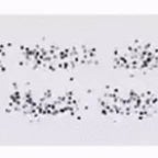 then I flew myself right into the sun