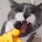 Cat Laugh (Meme)