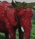 strawberry elephant