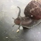 i am null the snail!