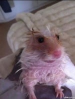 favorite candy reese's pieces or then life saver gummies - Sound