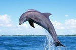 Dolphin Whistles