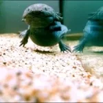 Liam screaming his lungs out