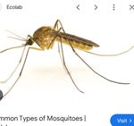 not the mosquito again! - Sound
