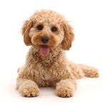 minecraft minecraft minecraft lol