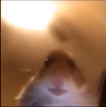 clash royale hog rider