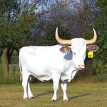 There once was a nerd,