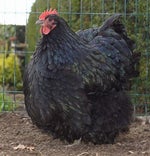 that made me cry - Sound