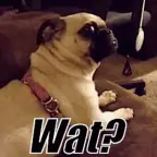 wat?
