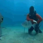 imaginary technique stanleymov