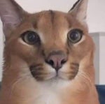 Quien chucha eres tu