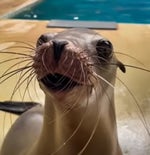 Sakari, the California sea lion