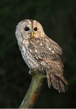 Tawny owl 1.2