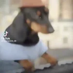 dog dancing with cap
