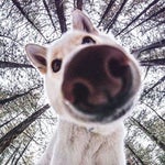 I Just Lost My Dawg Loop (Slowed) - Sound