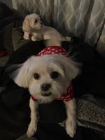 Narrator Made with Clipchamp