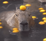 Capybara Capybara TikTok Song Full Version Part 1