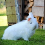 ILI ILI TULOG ANAY (Sleep for a while, little one) - Sound