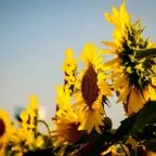 pretty princess dying