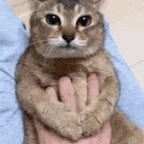 SSAAAYANGGGGG - Sound