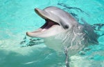 Bottlenose Dolphin