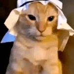 Arab Cat Eaarrape