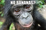 chimpanzini bananini
